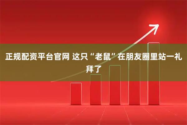 正规配资平台官网 这只“老鼠”在朋友圈里站一礼拜了